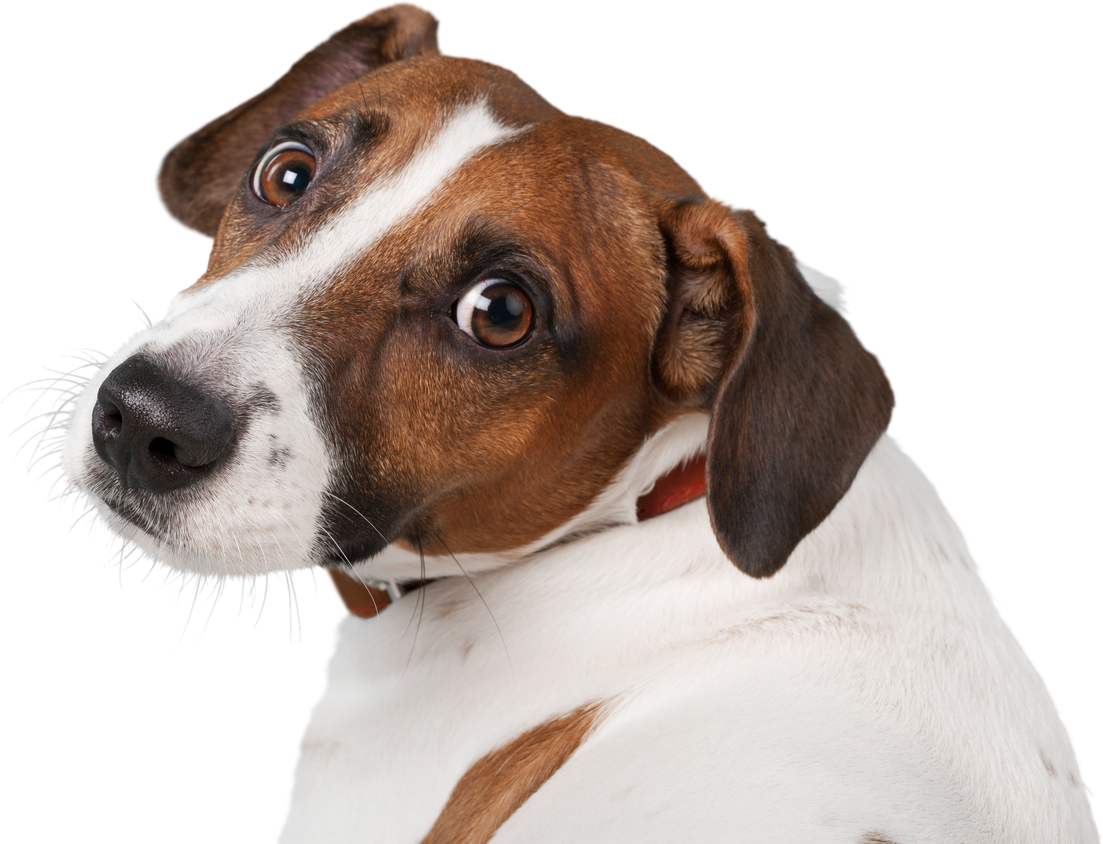 Jack Russell Terrier's Head Close-up